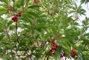 Eastern Strawberry tree