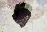 Bat 