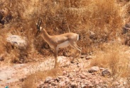 Palestine mountain Gazelle