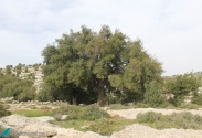 Deir Razeh Reserve Trail