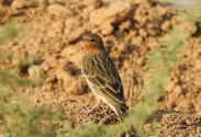 Red-throated pipit