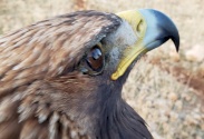 Saving the Golden Eagle...a Social Success Story