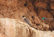 ورقة حقائق: الطيور الجارحة المهاجرة  والمقيمة في فلسطين تتعرض لخطر الانقراض