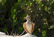 الأغوار: مراقبة للطيور بمشاركة مهتمين في مجال الحياة البرية