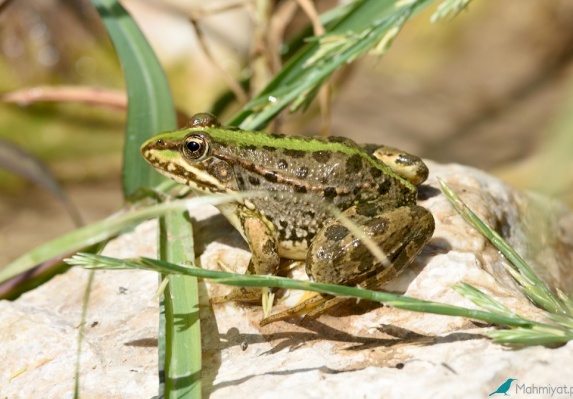 Levant green frog