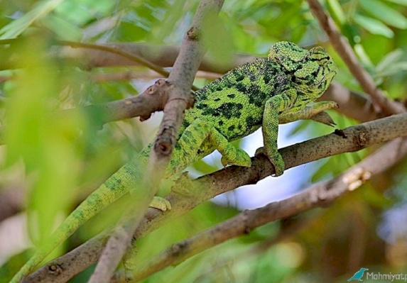 Mediterranean chameleon