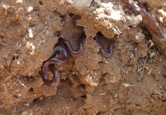 Eurasian Worm Snake