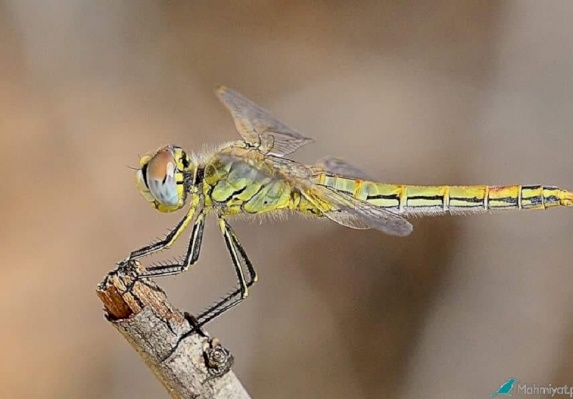 Dragonfly - Genus Orthetrum 
