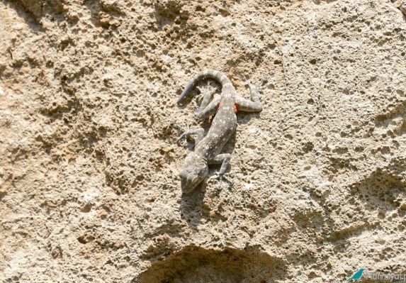 Sinai Fan-fingered Gecko