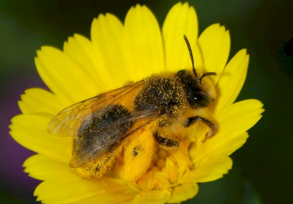 Mining bees - Genus Andrena