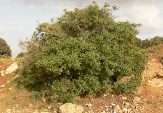 Terebinth Tree