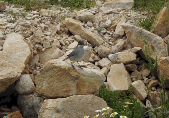 Eastern Orphean Warbler 