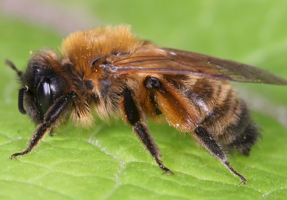 Buffish mining bee