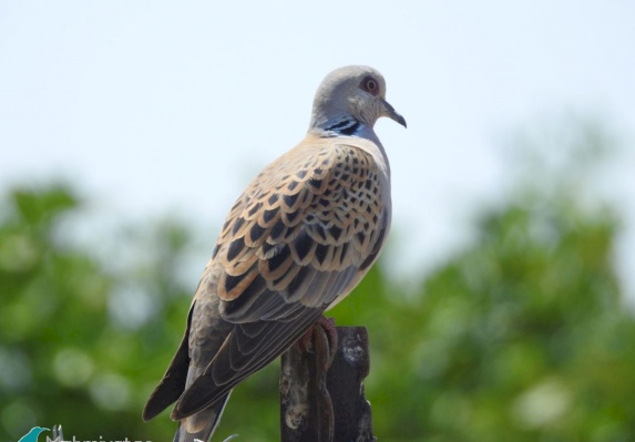 Turtle Dove