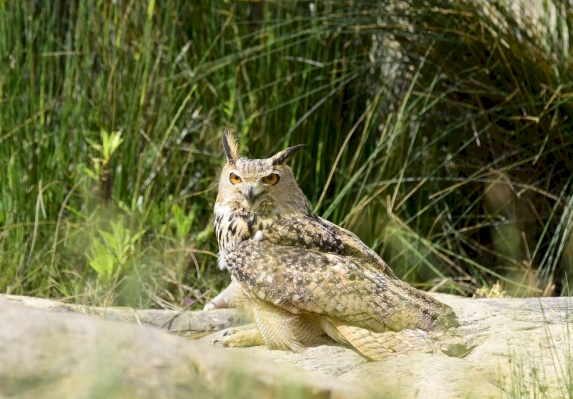 Eagle Owl 
