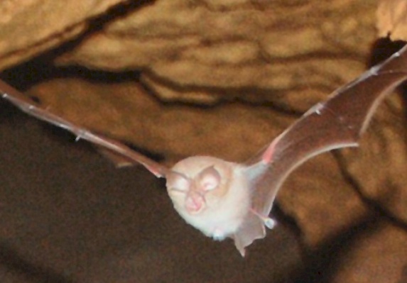 خفاش حذوة متوسطي