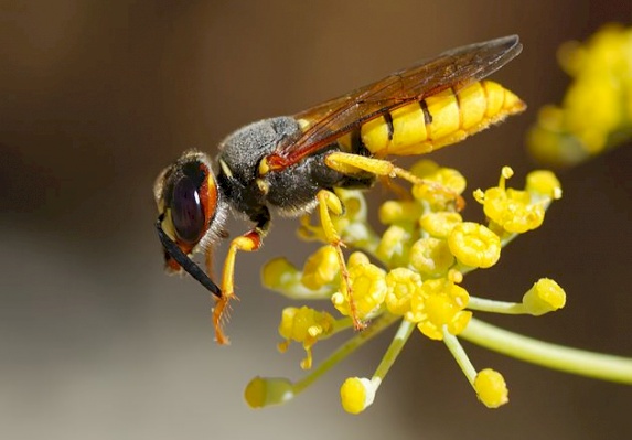Solitary digger wasp 