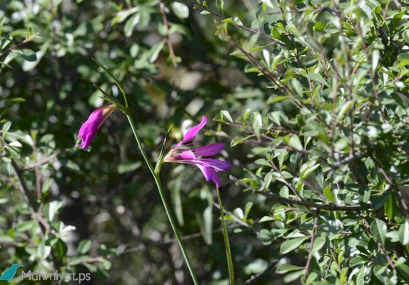 Common Sword Lily