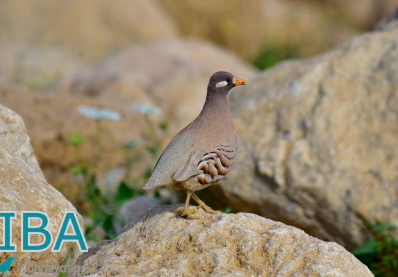 وادي القلط-مناطق مهمة للطيور