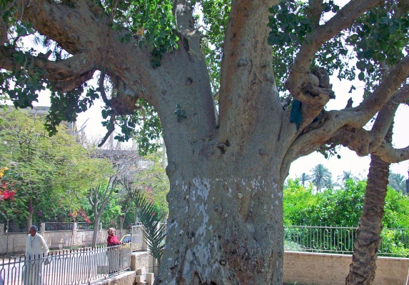 Tree of Zacchaeus