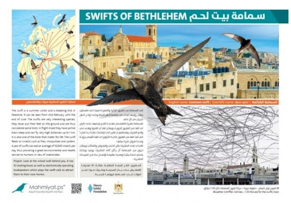 Conserving the Swifts of Bethlehem