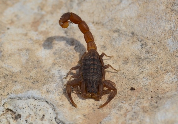 Rough Sharp-Ribbed Scorpion