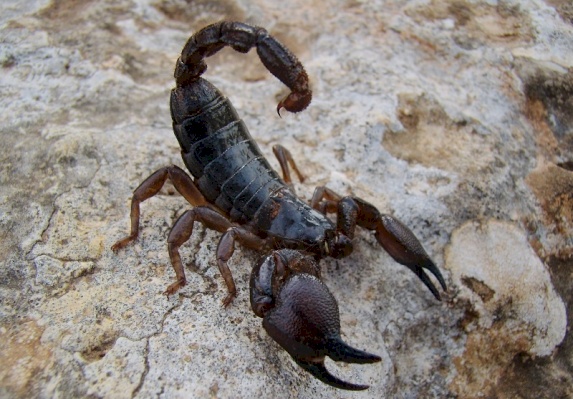 Dark Large-Clawed Scorpion