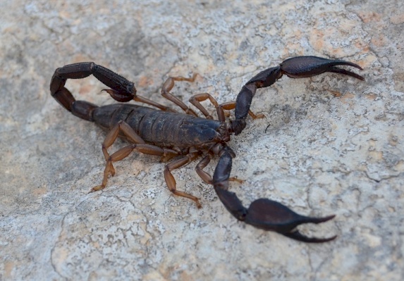 Jericho Scorpion