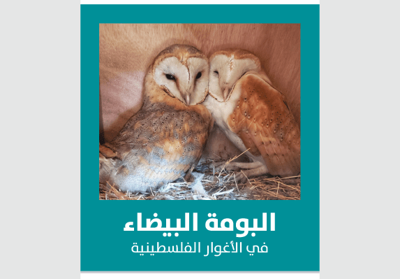 Barn Owl in Jordan Valley 