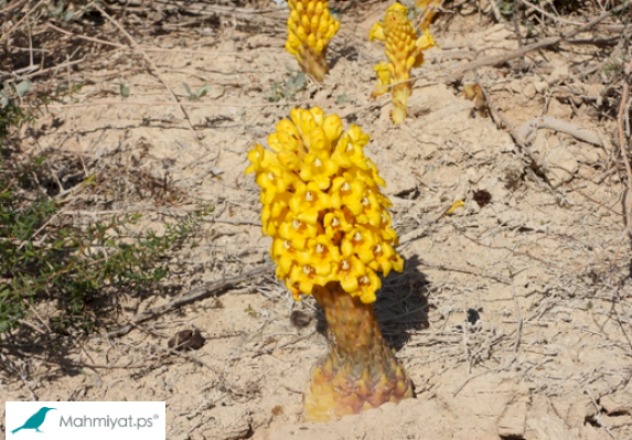 Desert Broomrape, Yellow Broomrape
